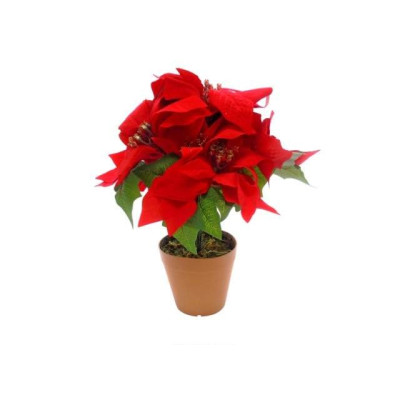 VASO C/ PLANTA NATAL VERM....